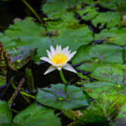 White Water Lily Poster