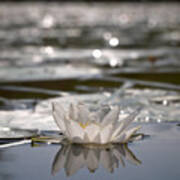 White Waterlily 3 Poster