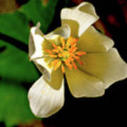 Bloodroot White Flower Poster