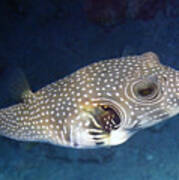 Whitespotted Pufferfish Closeup Poster
