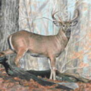 Whitetail Buck Poster