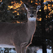 Whitetail Deer Poster