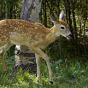 Whitetail Fawn Poster