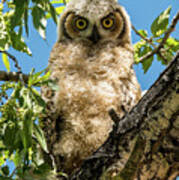 Whooo Are You? Poster