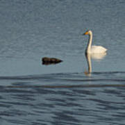 Whooper Swan At The Ice Edge Poster