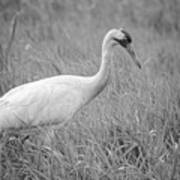 Whooping Crane 2017-4 Poster