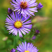 Wild Aster Trio Poster