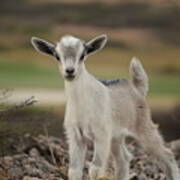 Wild Baby Goat In Aruba Poster