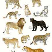Wild Cats Poster