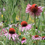 Wild Coneflowers Poster