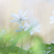 Wild Flower Carpet - Wood Anemone Poster