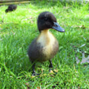 Wild Flower Duckling Poster