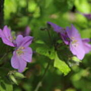 Wild Geraniums Poster