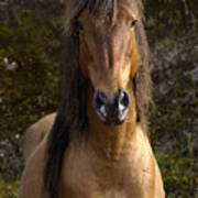 Wild Horse Equus Caballus In Open Poster