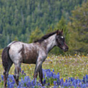 Wild Horse Foal In Lupines Poster