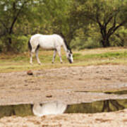 Wild Horse Reflections Poster