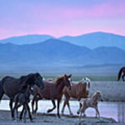 Wild Horse Sunrise Poster