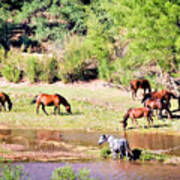 Wild Horses Grazing At Waterhole Poster