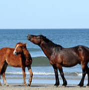 Wild Horses On Beach Poster