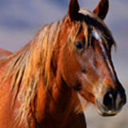 Wild Mare Portrait Poster