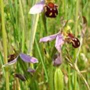 Wild Meadow Bee Orchids Poster