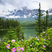 Wild Roses And Mountain Lake In Jasper National Park Poster