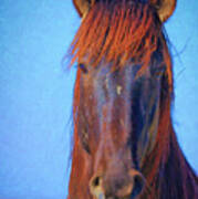 Wild Stallion Portrait Poster