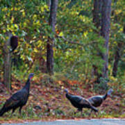 Wild Turkeys Poster