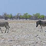 Wild Zebra Panoramic Poster