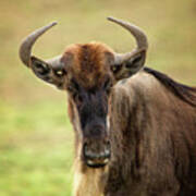 Wildebeest On The Masai Mara Poster