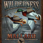 Wilderness Mallard Poster