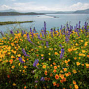 Wildflower Superbloom 12 Poster