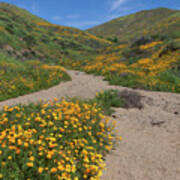Wildflowers Along Walker Canyone Poster