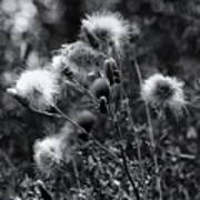 Wildflowers And Seedheads Monochrome Poster