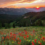 Wildflowers At Guardsmans Pass Poster