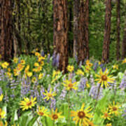 Balsamroot And Lupine In A Ponderosa Pine Forest Poster