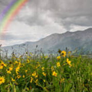 Wildflowers In Crested Butte Poster