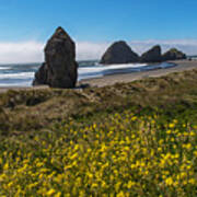 Wildflowers Meet Southern Oregon Coastline Poster
