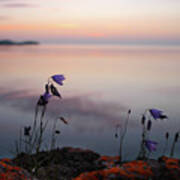 Wildflowers Over Lake Superior Poster
