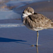 Willet Resting At The Beach Poster