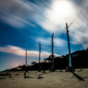 Winds Of Driftwood Beach Poster