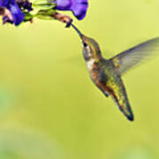 Winged Beauty A Hummingbird Poster