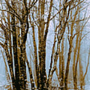Winter Bare Trees In A Spring Fog To Poster
