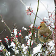 Winter Cardinal Poster