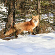 Winter Fox Poster