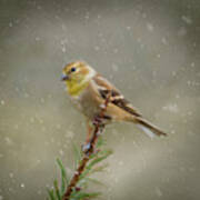 Winter Goldfinch Poster