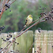 Winter Goldfinch In The Rain With Quotation Poster