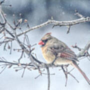 Winter Scene - Female Cardinal Poster