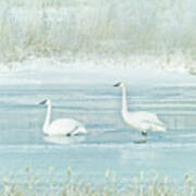 Trumpeter Swan's Winter Rest Blue Poster