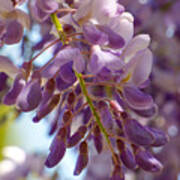 Wisteria Blooms Poster